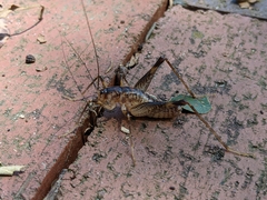 Ceuthophilus mississippi