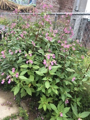 Impatiens glandulifera