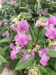 Impatiens glandulifera