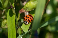 Harmonia axyridis