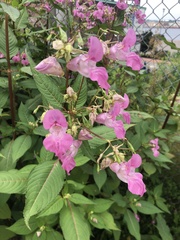Impatiens glandulifera
