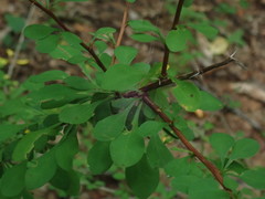 Berberis × ottawensis