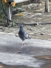 Columba livia