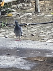 Columba livia