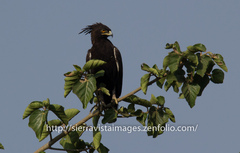 Lophaetus occipitalis