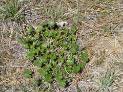 Sidalcea malviflora