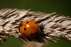 Coccinella septempunctata