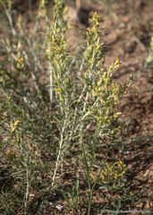 Ericameria parryi