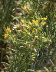 Ericameria parryi