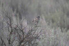 Junco hyemalis montanus