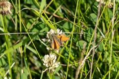 Thymelicus sylvestris