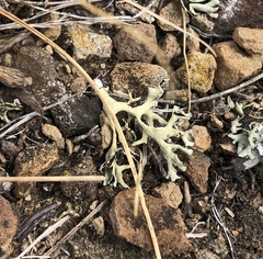 Xanthoparmelia chlorochroa