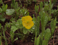 Ranunculus eschscholtzii suksdorfii