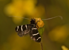 Adela trigrapha