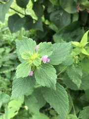 Galeopsis bifida