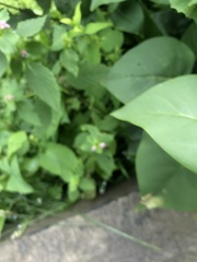 Galeopsis bifida