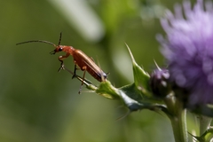 Rhagonycha fulva