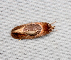Hoplomorpha abalienella
