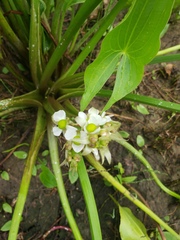 Sagittaria brevirostra