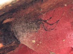 Latrodectus geometricus