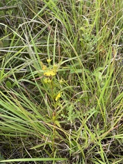 Lysimachia quadriflora