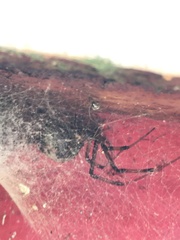 Latrodectus geometricus