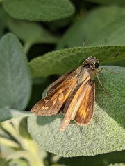 Poanes viator