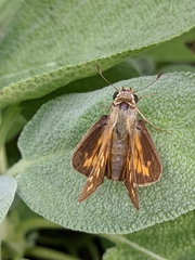 Poanes viator