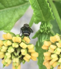 Lucilia cuprina