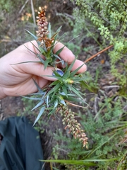 Dracophyllum sinclairii