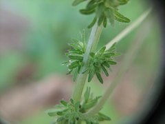 Parietaria pensylvanica