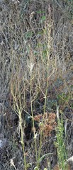 Rumex papillaris