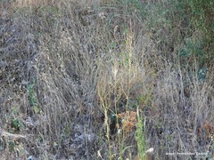 Rumex papillaris