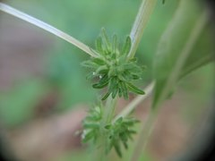 Parietaria pensylvanica