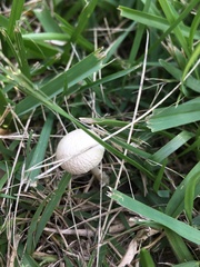 Panaeolus antillarum