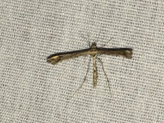 Anstenoptilia