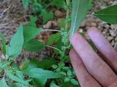 Parietaria pensylvanica