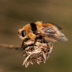 Cephenemyia stimulator