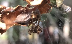 Parasteatoda tabulata