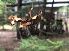 Parasteatoda tabulata