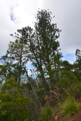 Araucaria montana
