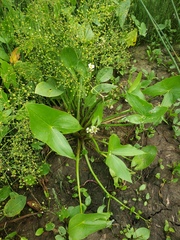 Sagittaria brevirostra