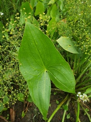 Sagittaria brevirostra
