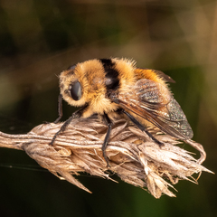 Cephenemyia stimulator