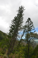 Araucaria montana