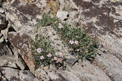 Erigeron algidus