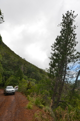 Araucaria montana