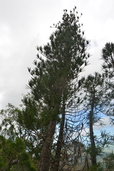 Araucaria montana