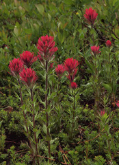 Castilleja parviflora oreopola