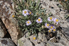 Erigeron algidus